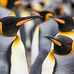 penguin king deutsch5