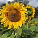 Sunflower, Mississippi, Vereinigte Staaten2