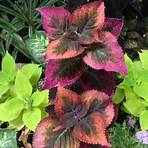 bloedel floral conservatory vancouver british columbia canada3