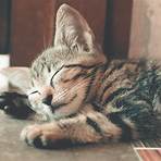 cute cats images5