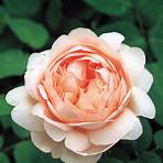 englische rosensorten4