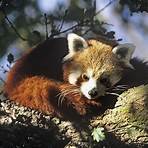red panda diet and habitat4