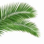 palm desert größe2