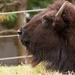 american bison4