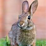 European rabbit wikipedia4