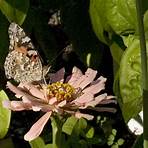 american painted lady3