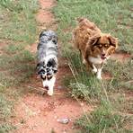 mini australian shepherd4