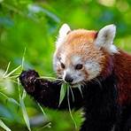 panda vermelho dieta2