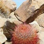 ferocactus robustus3