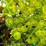 euphorbia myrsinites plants for sale2