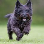 cairn terrier4