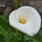 lilies blancos4