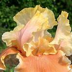 iris pflanzenfamilie2