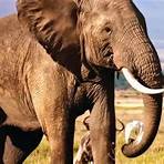 the ivory game movie wikipedia4