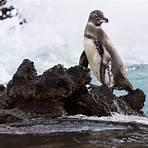penguin surf2