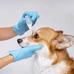what is ciprofloxacin used for medication for dogs1