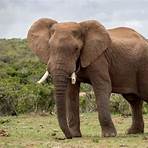 que comen los elefantes africanos3