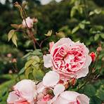international rose test garden oregon4