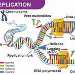 dna definition simple terms1