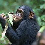 jane goodall schimpansen3