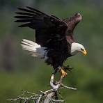 bald eagle species5