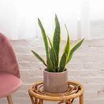 snake plant wikipedia meaning examples pdf version3