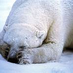 polar bear facts1