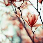 magnolienbaum bilder1