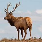 how big is a elk1
