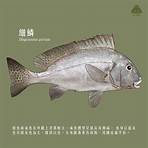 香港淡水魚的種類2