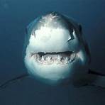 great white shark4