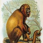 red howler monkey wikipedia3