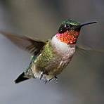 hummingbirds of puerto vallarta3