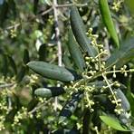 oliveira portugal1