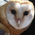 describe the appearance of owl eye2
