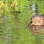 how many species of beaver are there on earth currently3