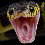 How venomous is a viper bite?1