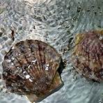 what are sea scallops made from stingrays look3