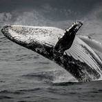 knysna whale watching4