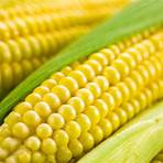 corn plant facts2