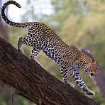 Leopard4