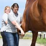 tierarztpraxis für pferde1