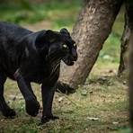 pantera negra animal wikipédia5