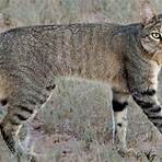 how many wild cats are there in africa compared2