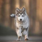 malamute d'alaska4