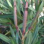 oleander nerium4