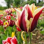 la ragazza dei tulipani recensione2