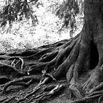 raízes tuberosas são:1