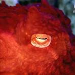 rosamond gifford zoo octopus3