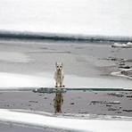 arctic fox scientific name3